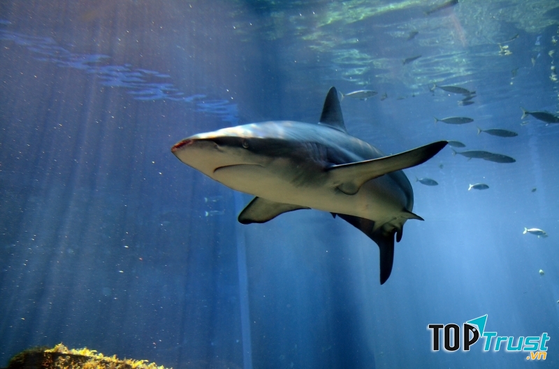 uShaka Sea World (Nam Phi)