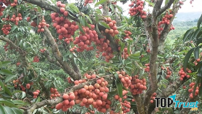 Vải thiều Bắc Giang