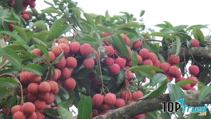 Vải thiều