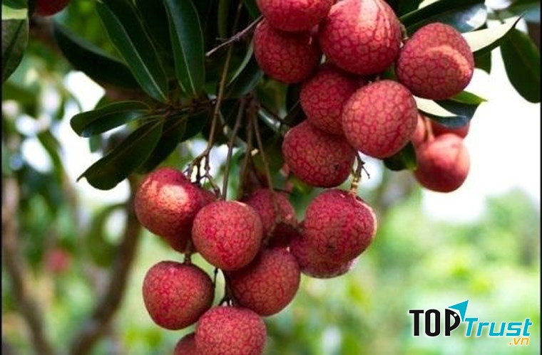 Vải Thiều (Tỉnh Bắc Giang)