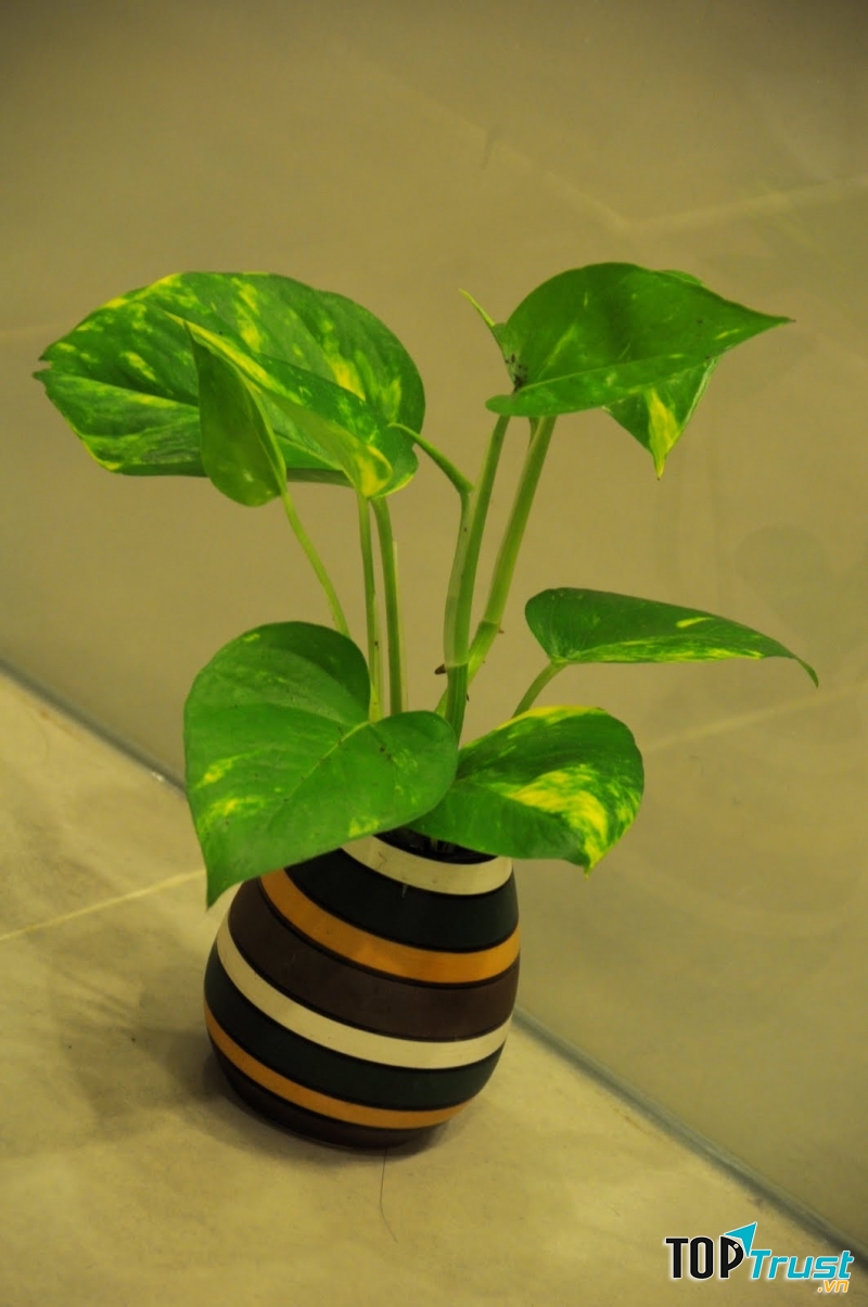 Vạn niên thanh có khả năng điều hòa không khí hiệu quả