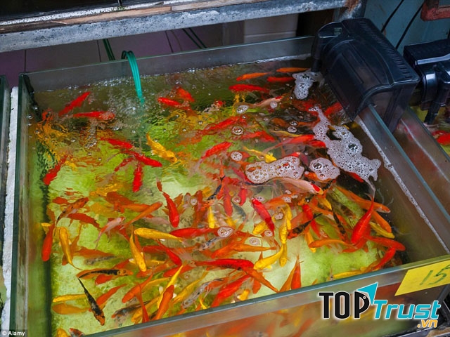 Chợ cá cảnh Vạn Phúc