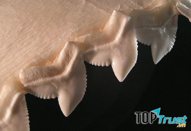 Răng cá mập dùng để làm tiền