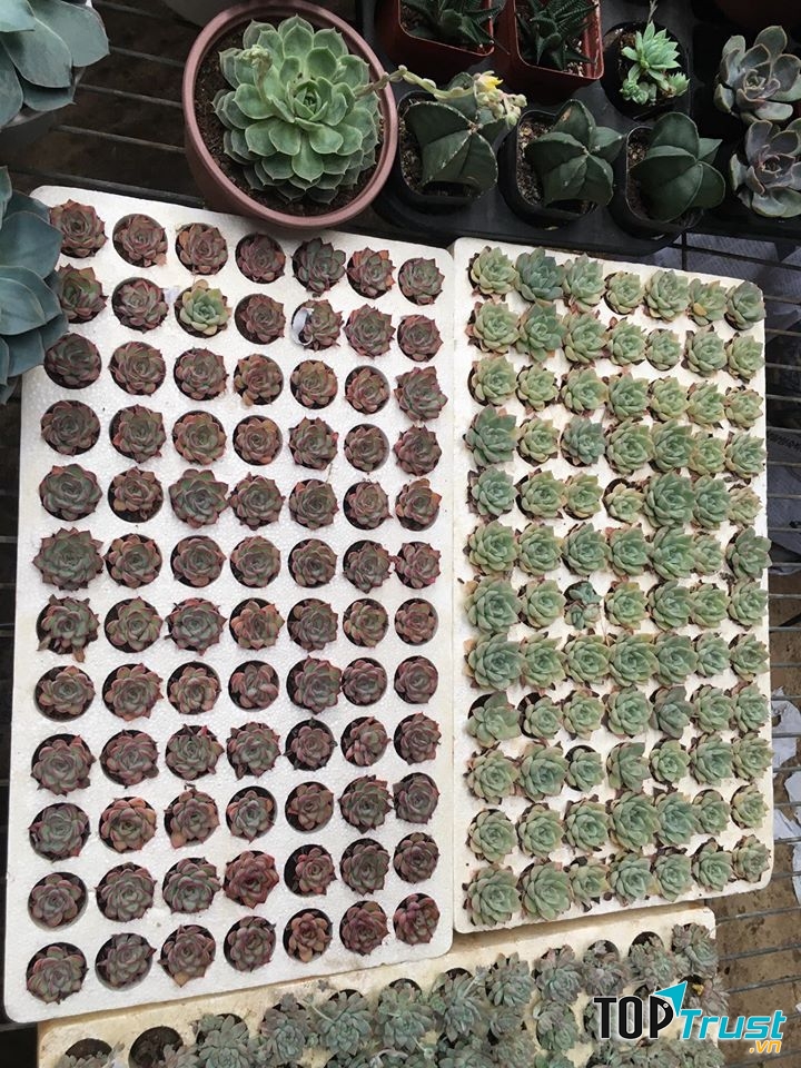 Vật tư nông nghiệp Hai Trang