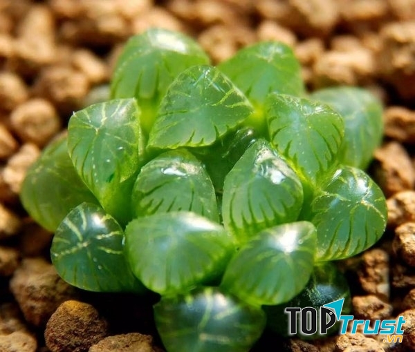 Sen đá kim cương xanh