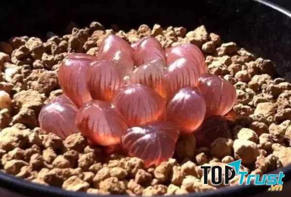 Sen đá kim cương đỏ