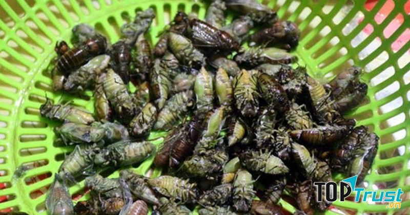 Món ve sầu
