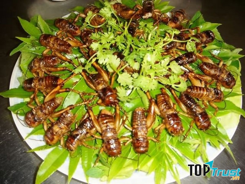 Ve sầu sữa chiên giòn