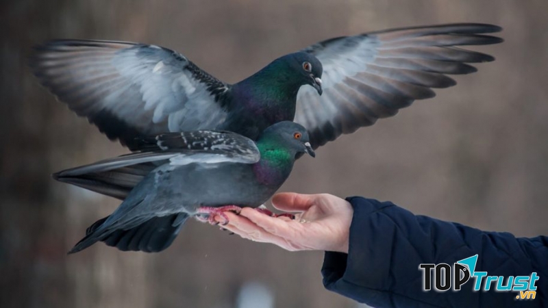 Venice (Italy) - Đừng bao giờ cho chim bồ câu ăn