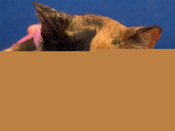 Venus còn mang cái tên gọi khác là “Chimera”.