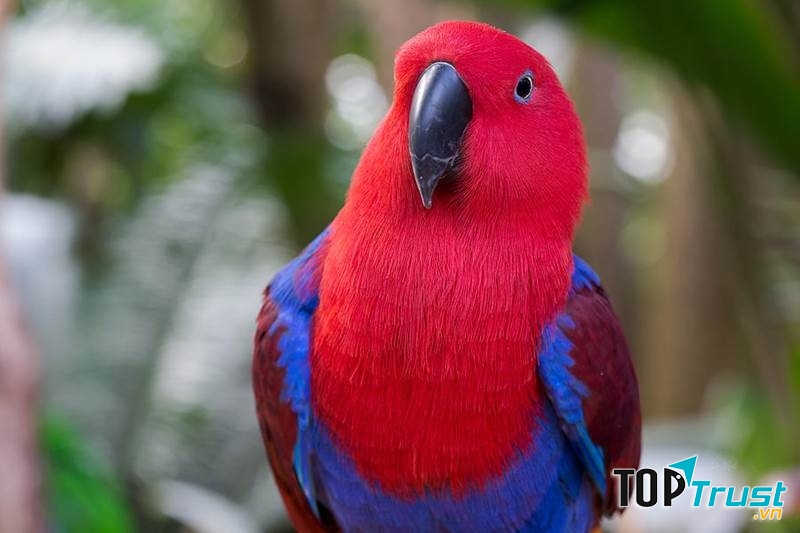 Vẹt Eclectus Parrot là loài chim có khả năng phát âm rõ ràng nhất
