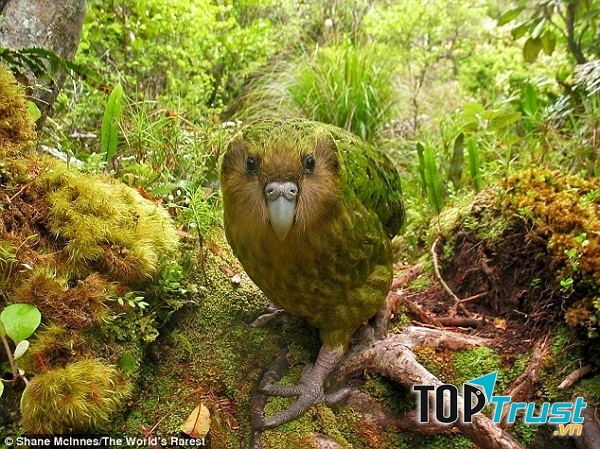Vẹt Kakapo có thể sống lâu giống con người nhưng đang có nguy cơ tuyệt chủng