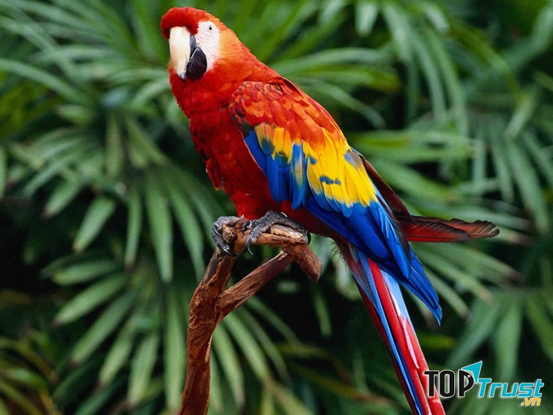 Vẹt Macaw