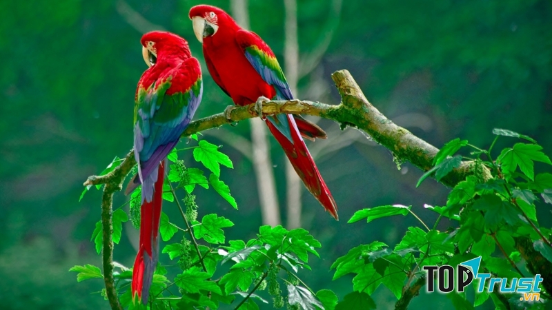 Vẹt Macaw