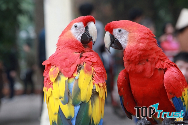 vẹt ﻿Scarlet Macaw
