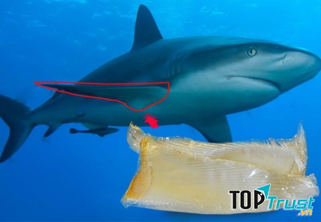 Vi cá mập cũng là một trong những món ăn đắt đỏ nhất