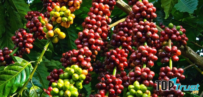 Vị đắng của cà phê nguyên chất rất đặc biệt