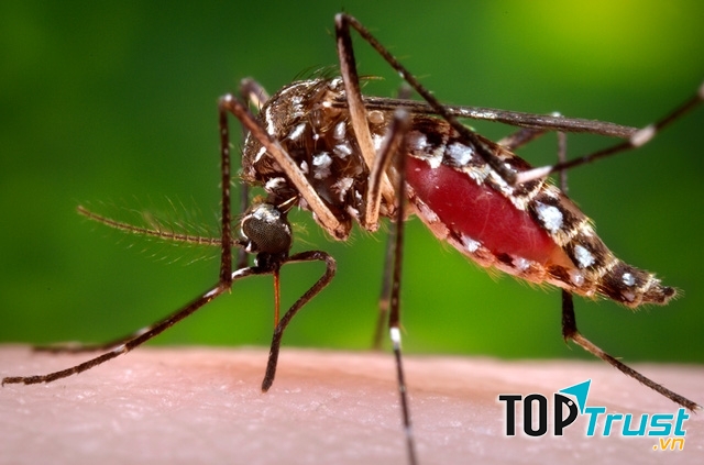 Viêm não ngựa Tây - Nguồn Internet