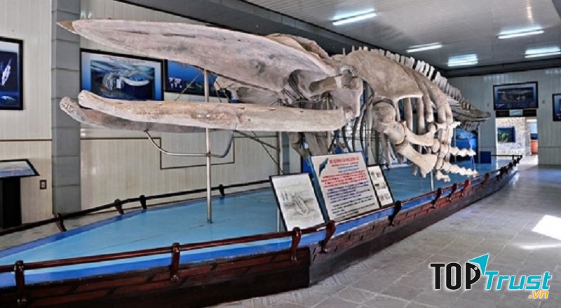 bộ xương cá voi khổng lồ tại viện Hải dương học Nha Trang