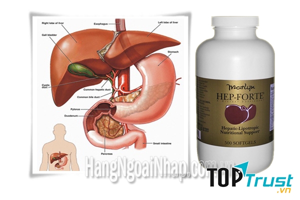 Viên uống bổ gan Hep Fortelà sản phẩm sáng tạo đặc biệt của Hãng Marlyn phát triển trên nền tảng bào chế từ thảo dược chuyên hỗ trợ điều trị các bệnh gan, thận và tiêu hóa
