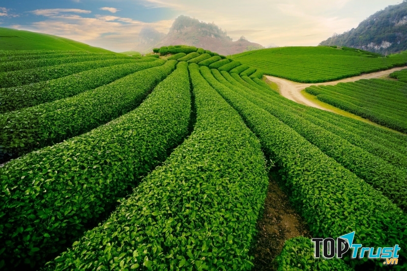 Việt Nam có các chủng loại chè phong phú