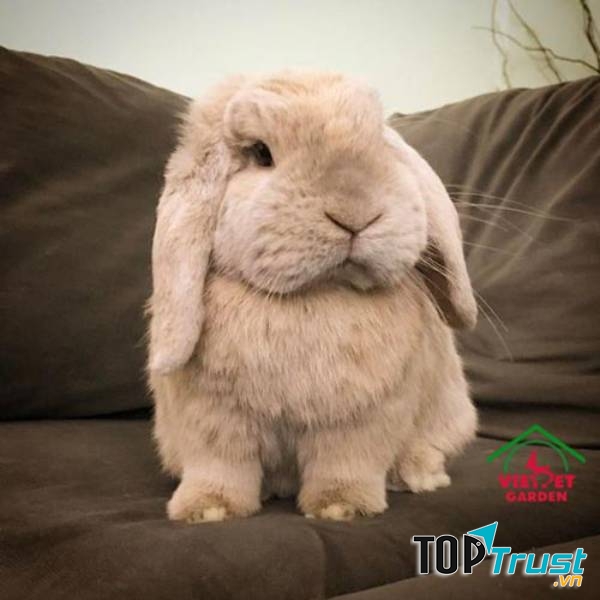 Việt Pet Garden Shop - Cung cấp thỏ cảnh nhập khẩu