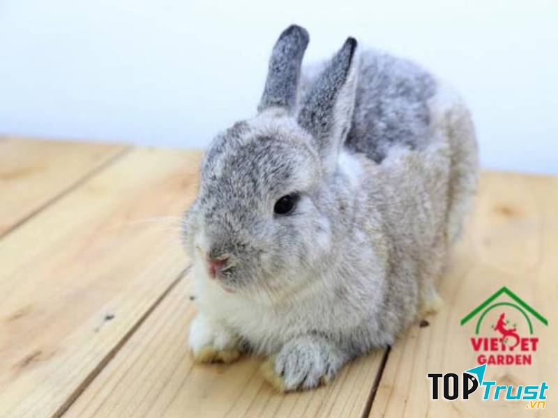 Việt Pet Garden Shop - Cung cấp thỏ cảnh nhập khẩu