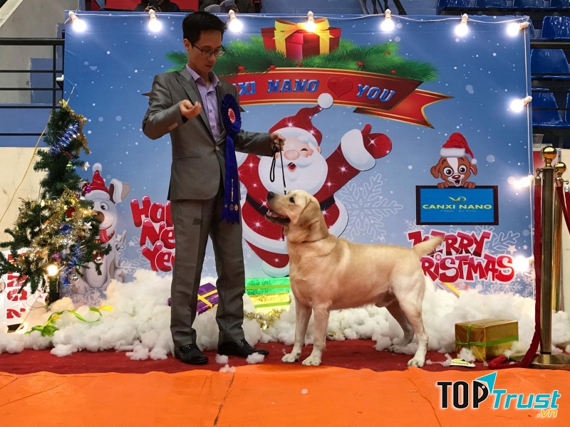 Vietnam Labrador Kennel