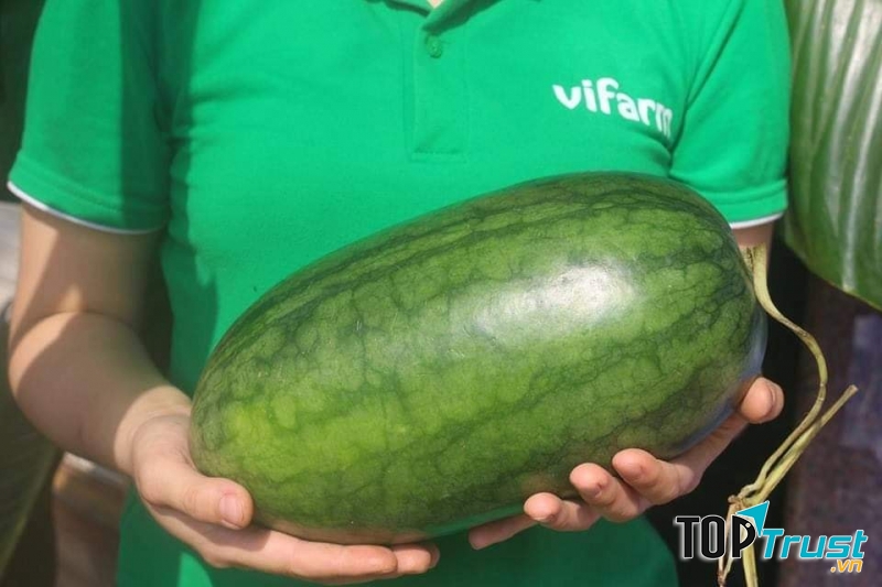 ViFarm - Chuỗi cửa hàng Thực Phẩm Sạch