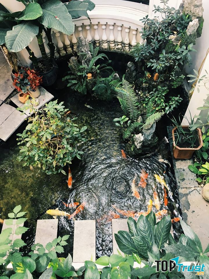 Nếu đến vào ban ngày bạn có thể ngắm hồ cá Koi Nhật độc đáo