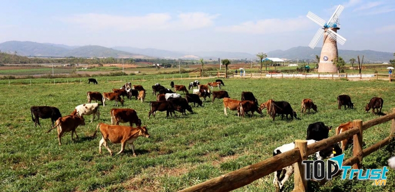 Vinamilk Farm Đà Lạt