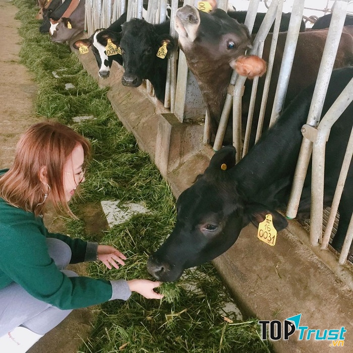 Vinamilk Organic Milk Farm