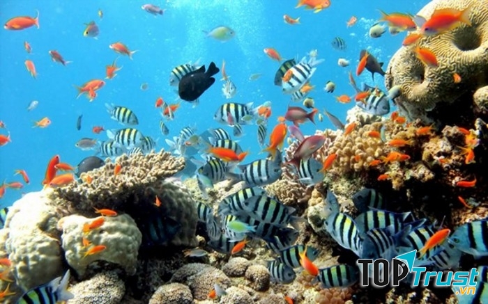 Vịnh có tới hơn 300 loài san hô mang vẻ đẹp huyền ảo