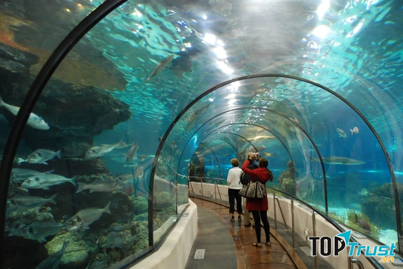 Vinpearl Aquarium Times City - thủy cung hiện đại nhất được xây dựng theo kiến trúc Singapore