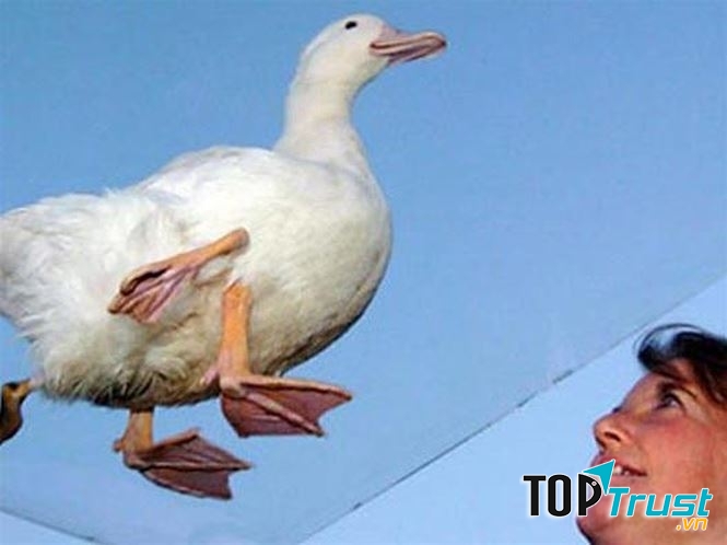 Chú Vịt bốn chân Stumpy