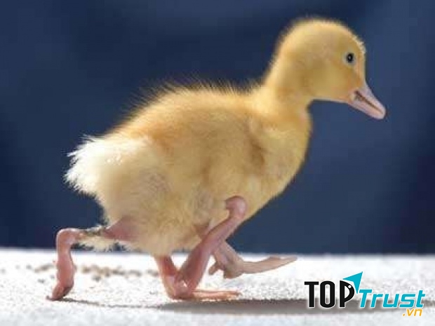 Vịt có bốn chân rất hiếm gặp