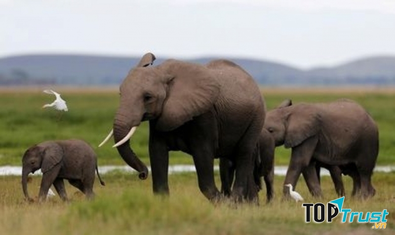 Voi rừng Châu Phi với trọng lượng lên đến 16 tấn, là loài voi giết người nhiều nhất.