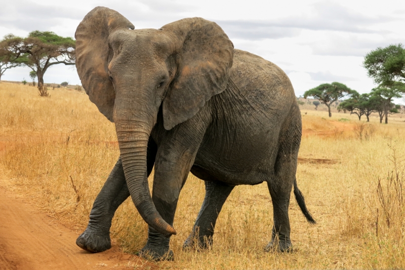 Voi Châu Phi có thể nặng 6.350kg