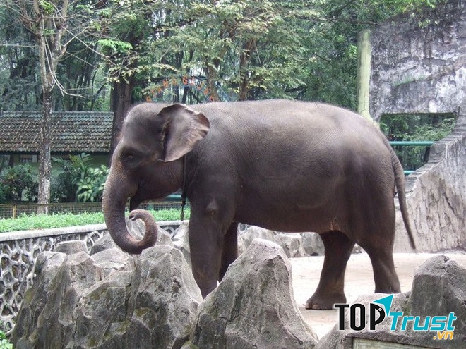 Voi Sumatra là một loài động vật hoang dã có trọng lượng cơ thể khổng lồ
