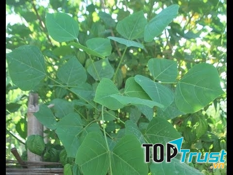 Vông nem chữa mất ngủ