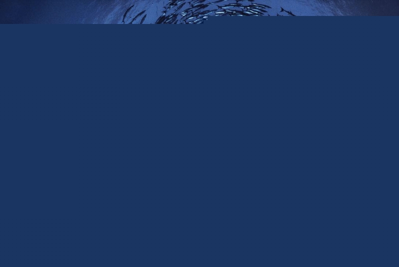 Đàn cá nhồng bơi thành vòng tròn xung quanh người thợ nặn