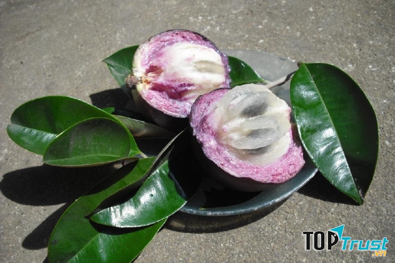 Vú sữa Lò Rèn quả tròn, mỏng vỏ, màu trắng, nhỏ hạt, dày ruột, lúc chín vỏ chuyển sang màu phơn phớt vàng hồng