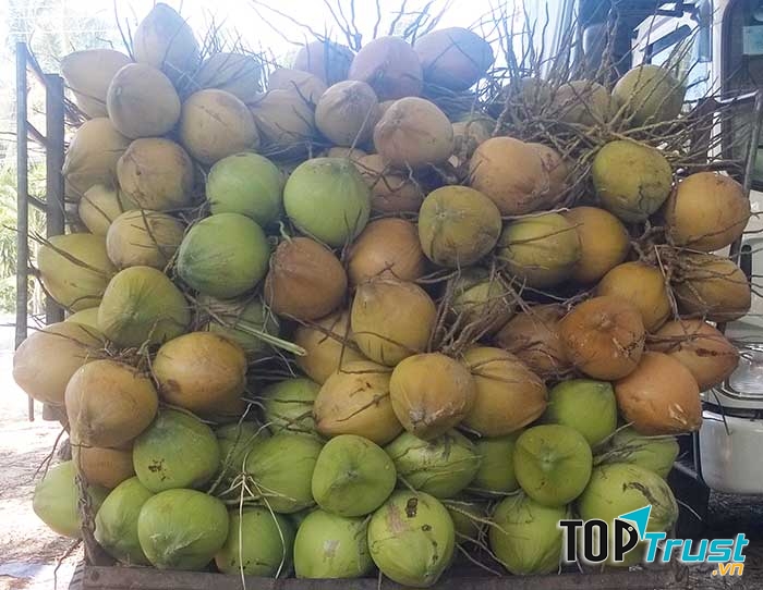 Dừa Xiêm Bến Tre