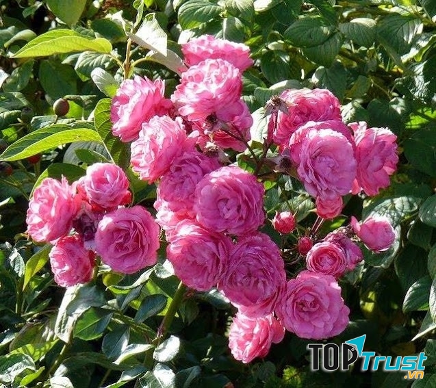 Hạt giống hoa hồng leo màu hồng