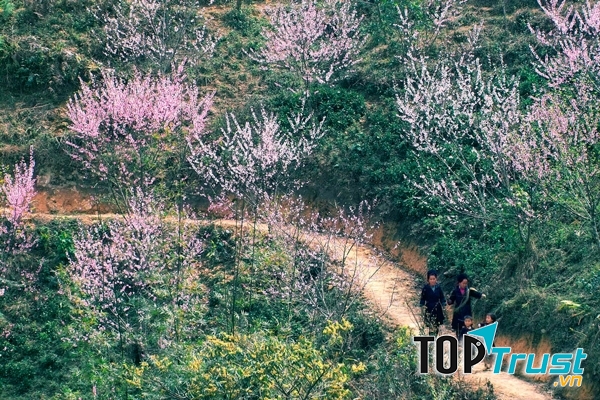 Vườn Anh Đào Mường Phăng