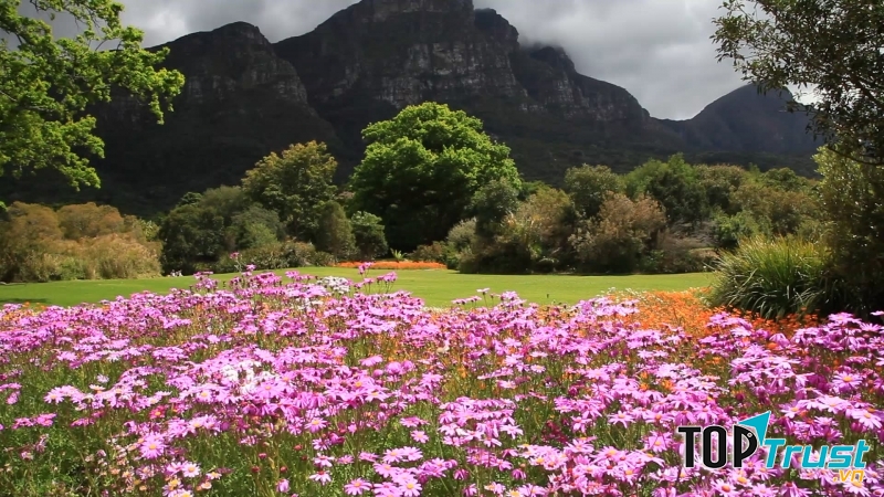 Vườn Bách Thảo Quốc gia Kirstenbosch
