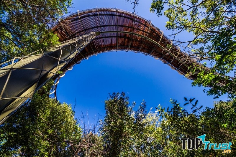 Cầu đi bộ trên cây vườn Bách Thảo Quốc gia Kirstenbosch