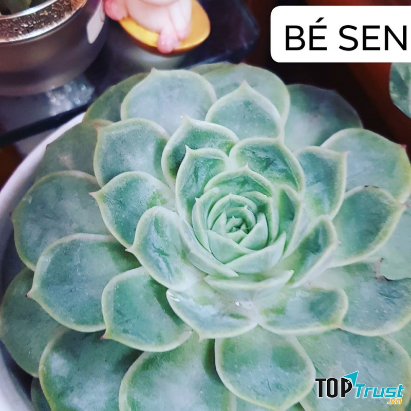 Vườn Bé Sen