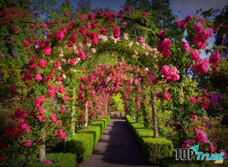 Vườn Butchart với 900 loại hoa rực rỡ