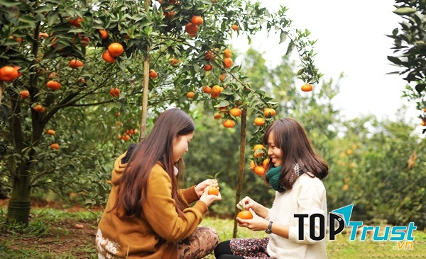 Vườn cây ăn trái Cái Mơn